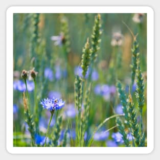 Cornflower and wheat field Sticker